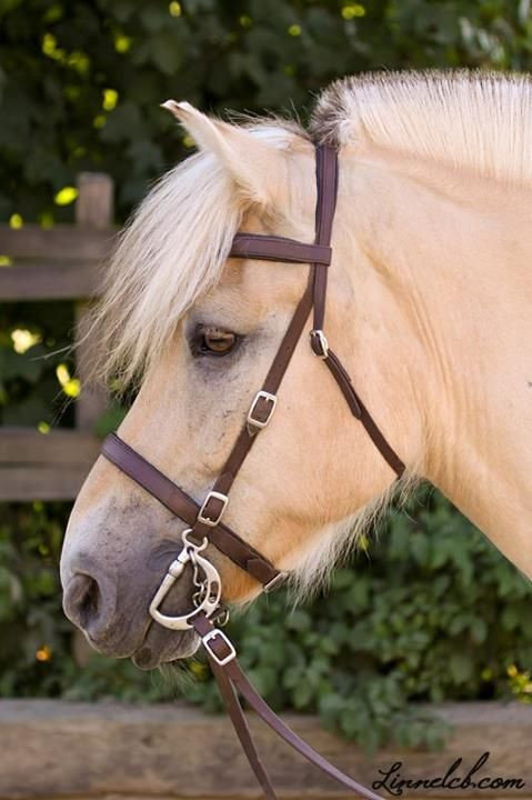 Pferde Diy
 111 besten Pferde DIY Bilder auf Pinterest