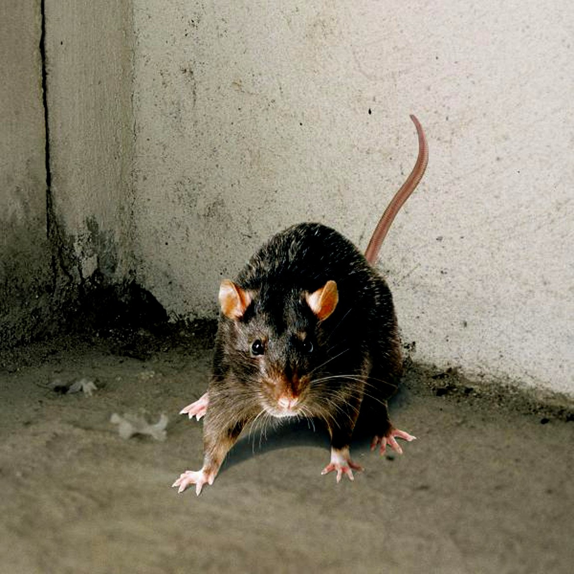 Ratten Im Garten Meldepflicht
 Genial Ratten Im Garten Meldepflicht Erkennen Lyfafo