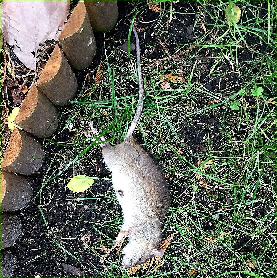 Ratten Im Garten Meldepflicht
 Genial Ratten Im Garten Meldepflicht Erkennen Lyfafo