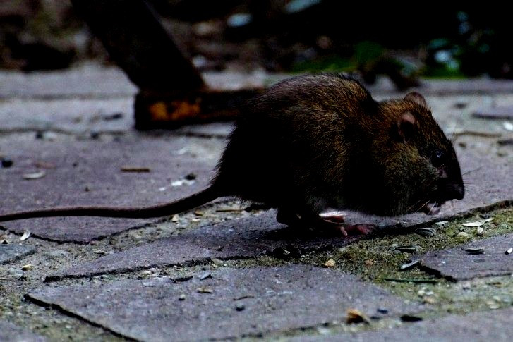 Ratten Im Garten Meldepflicht
 Ausgezeichnet Was Tun Gegen Ratten Im Garten Awesome