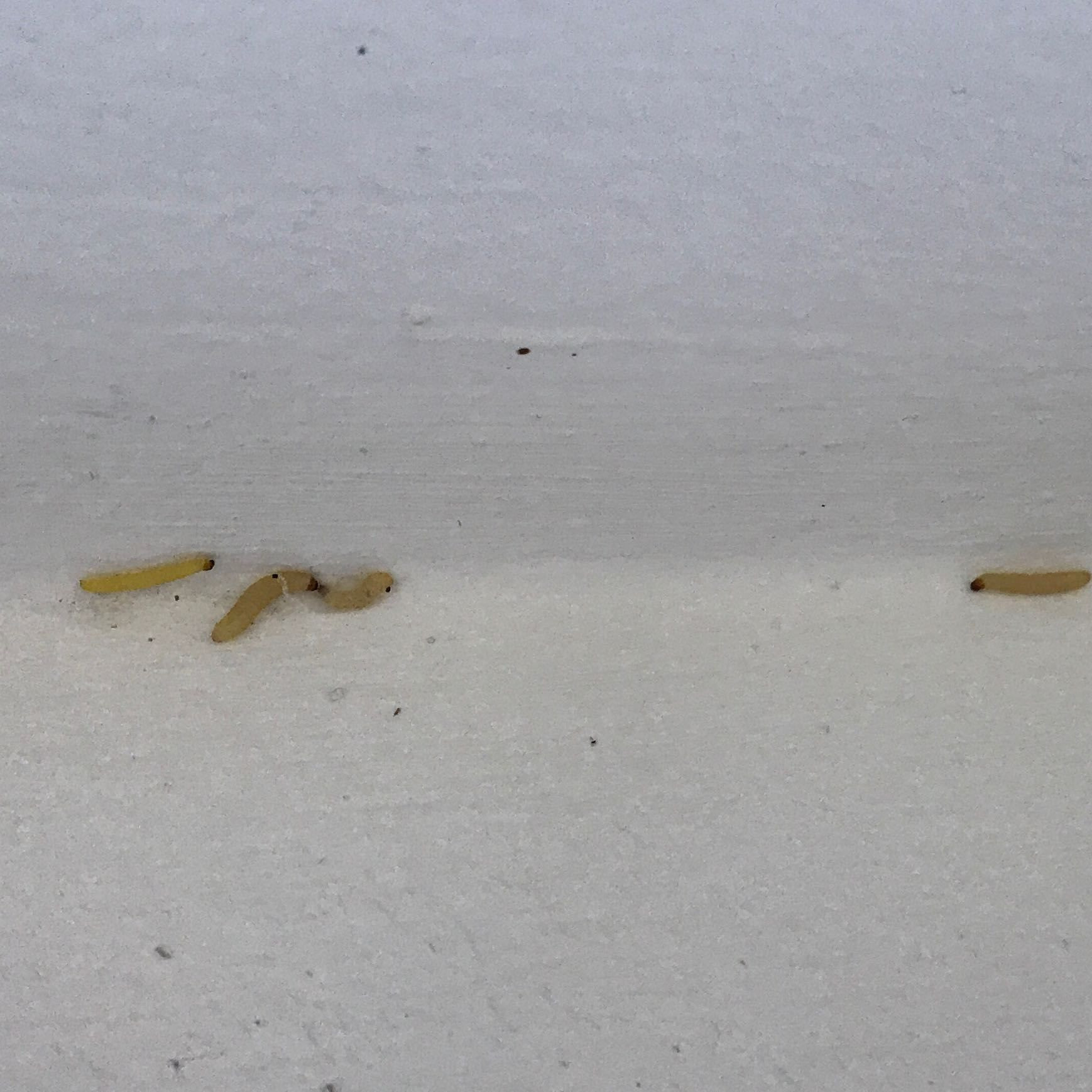 Raupen In Der Wohnung
 Kleine Weiße Maden Küche Insekten Würmer In Wohnung Wer