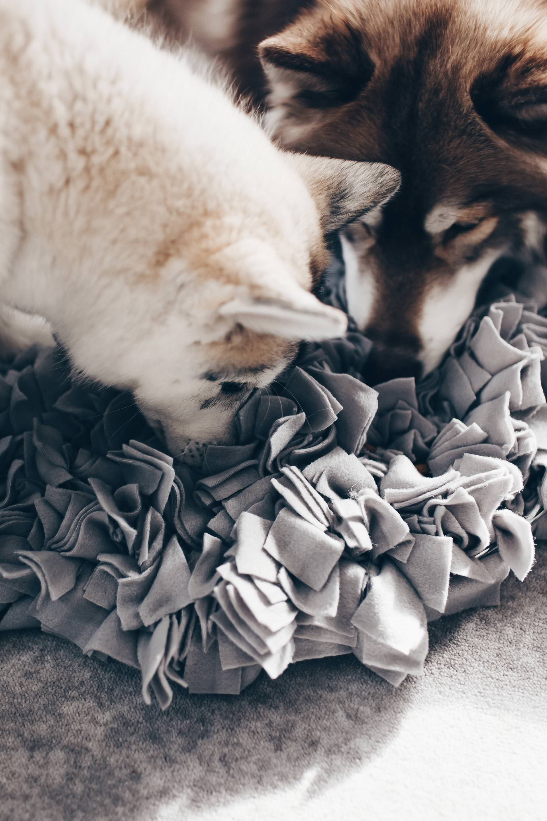 Schnüffelteppich Diy
 DIY Schnüffelteppich für Hunde selber machen So geht’s
