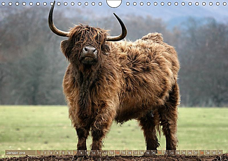 Schottische Geschenke
 Schottische Hochlandrinder Highland Cattle im Portrait