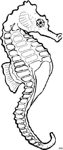 Seepferdchen Ausmalbilder
 Seepferdchen Detailliert Ausmalbild & Malvorlage Tiere
