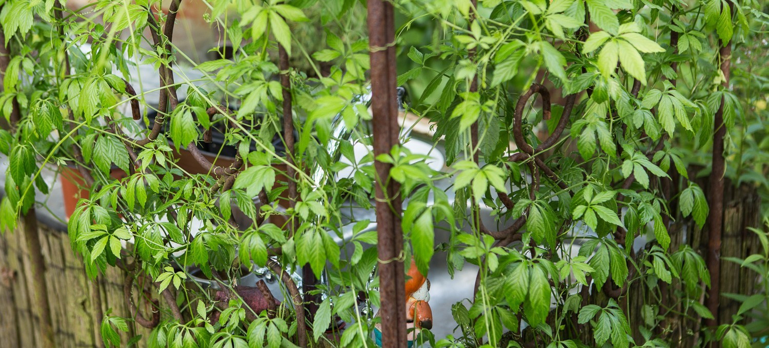 Sichtschutz Für Garten
 Sichtschutz Ideen für den Garten