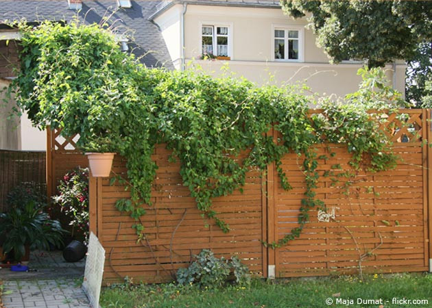 Sichtschutz Für Garten
 Die besten Ideen für den Garten Sichtschutz Garten