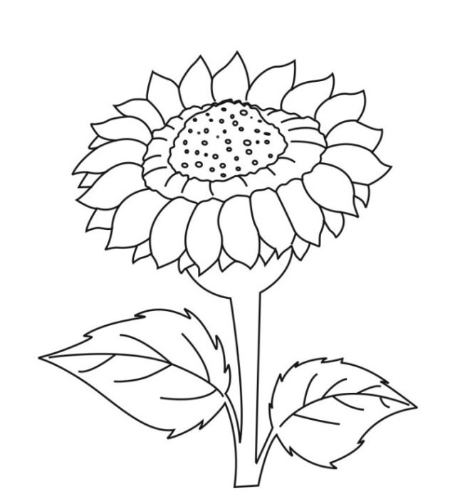 Sonnenblumen Malvorlagen
 Ausmalbilder zum Ausmalen Malvorlagen Sonnenblume kostenlos 2