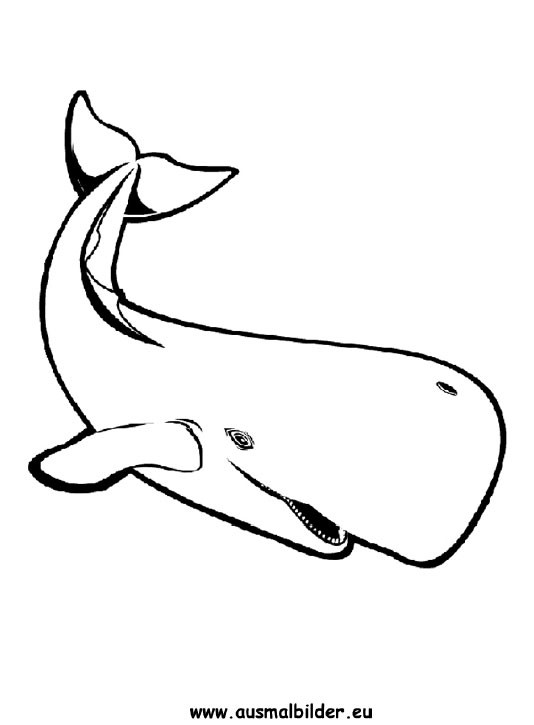 Wal Ausmalbilder
 Ausmalbilder Wal Wale Malvorlagen