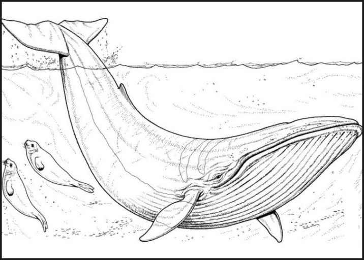Wal Ausmalbilder
 Vorlagen zum Ausdrucken Ausmalbilder Wal Malvorlagen 2