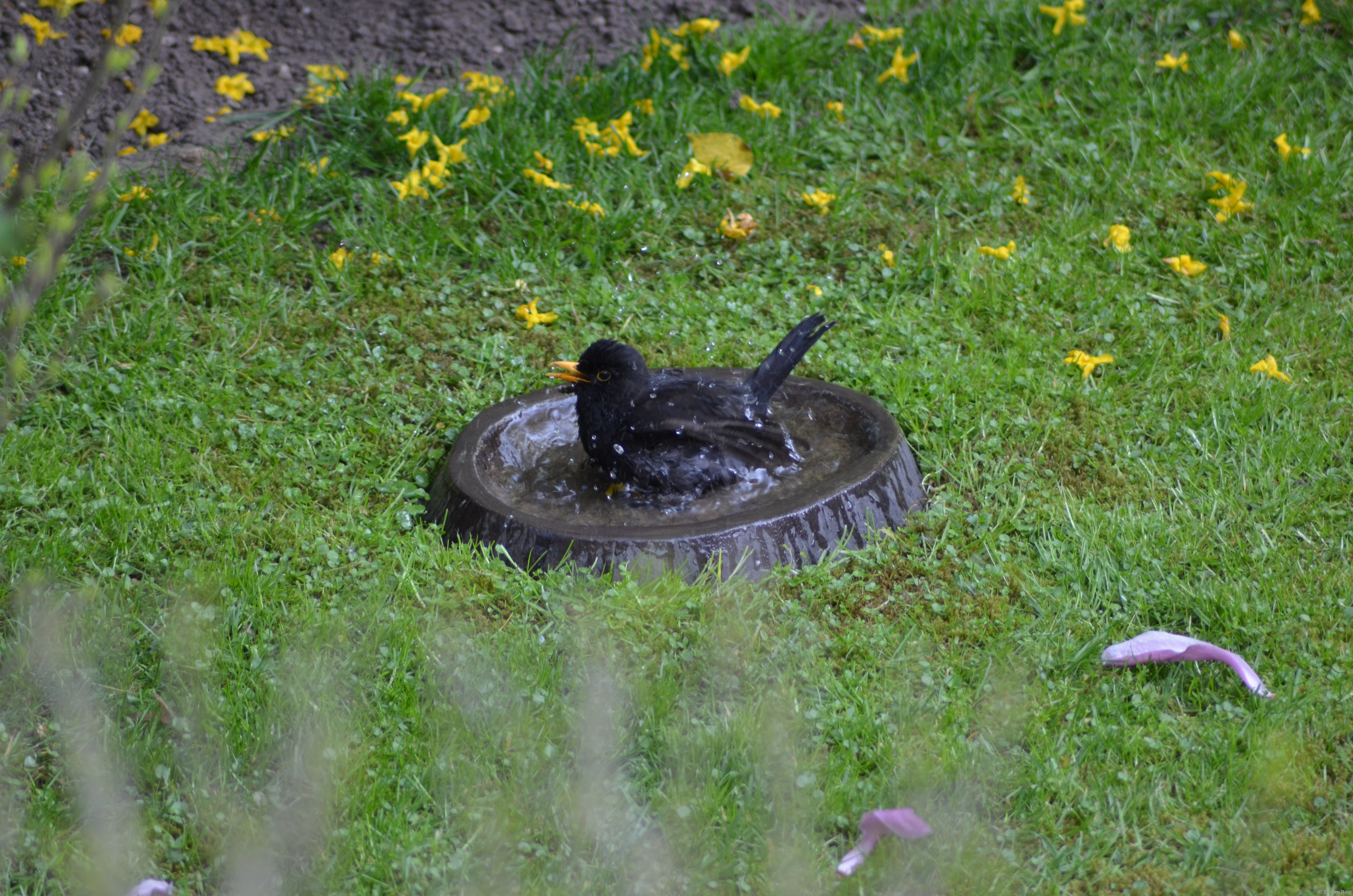 Wasserstelle Im Garten
 Wasserstelle für Vögel im Garten tberg