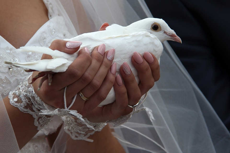 Weiße Tauben Zur Hochzeit
 Tauben Hochzeit