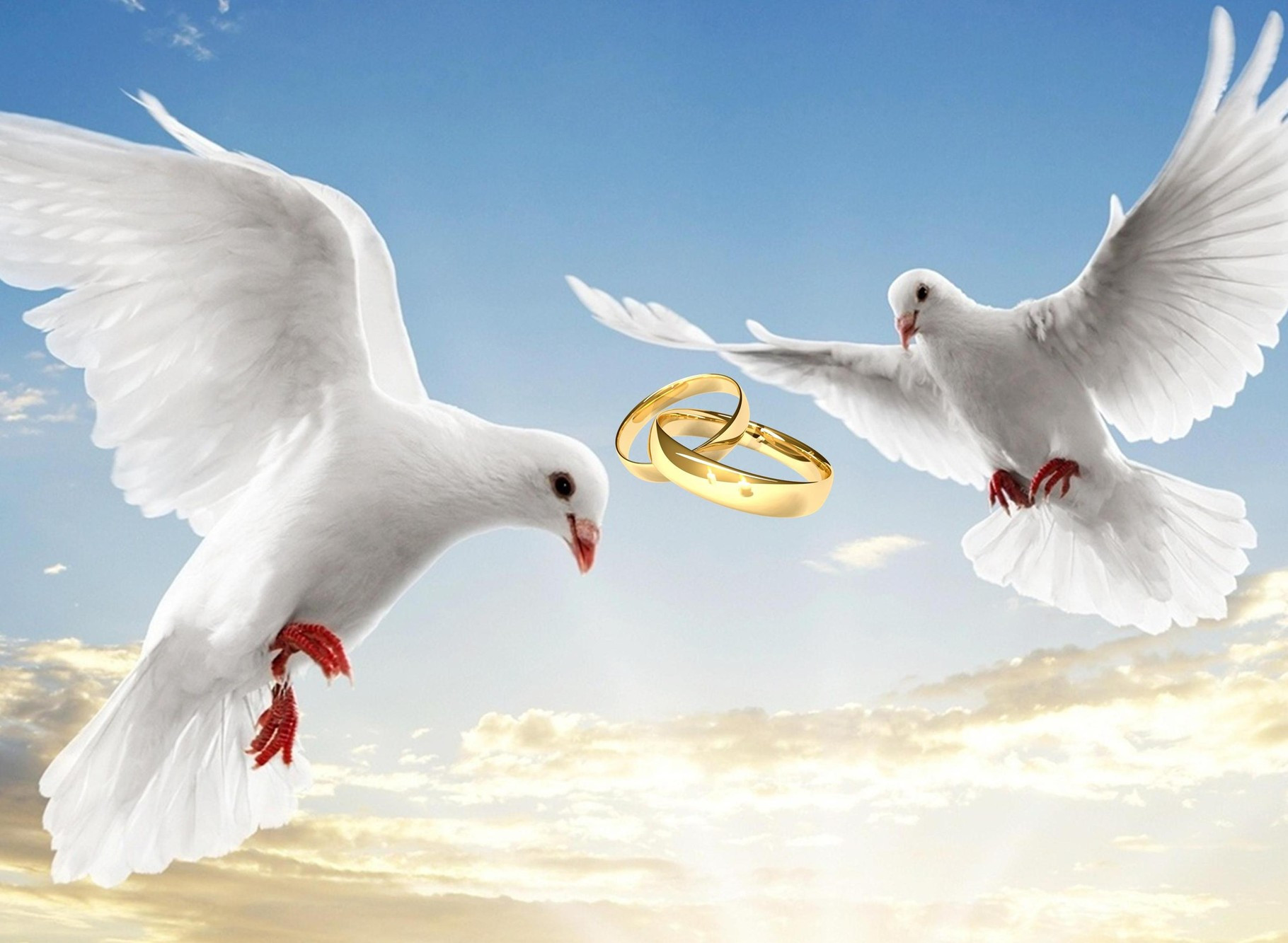 Weiße Tauben Zur Hochzeit
 Tauben Zur Hochzeit