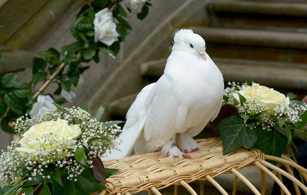 Weiße Tauben Zur Hochzeit
 Greifvogel Alarm Hochzeitstauben kriegen Startverbot TAG24