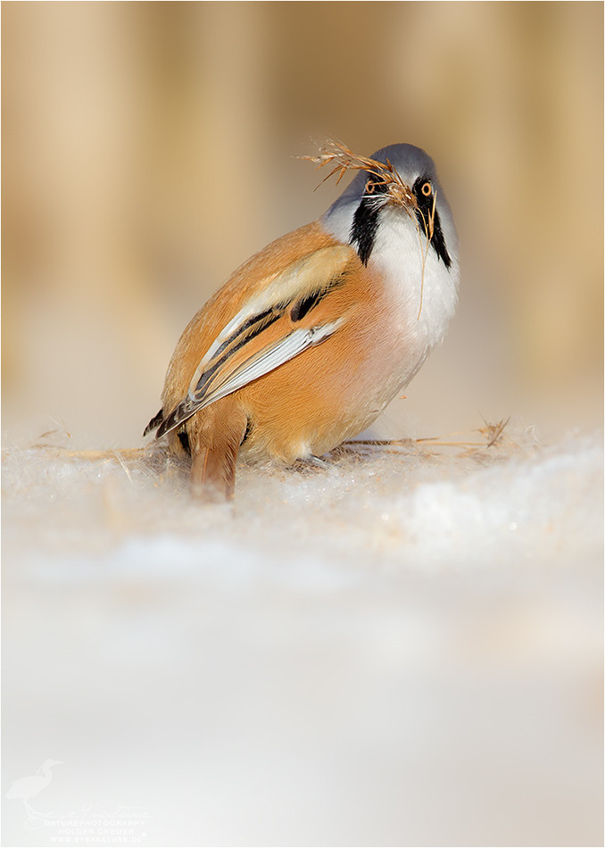 Zeit Geschenke
 Zeit der Geschenke Forum für Naturfotografen