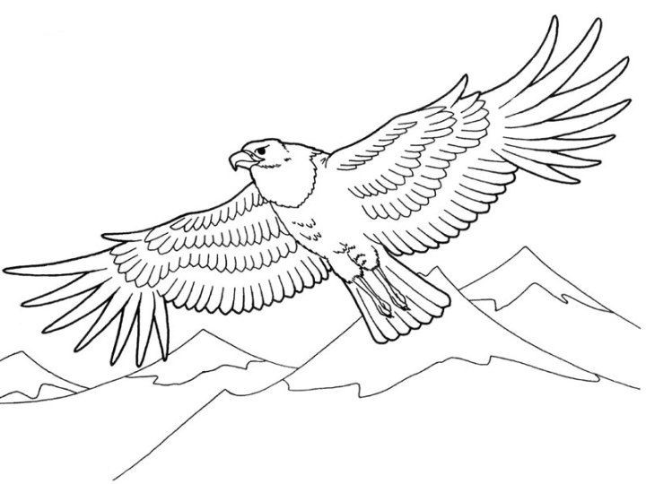 Adler Ausmalbilder
 Adler 3 coloring 5