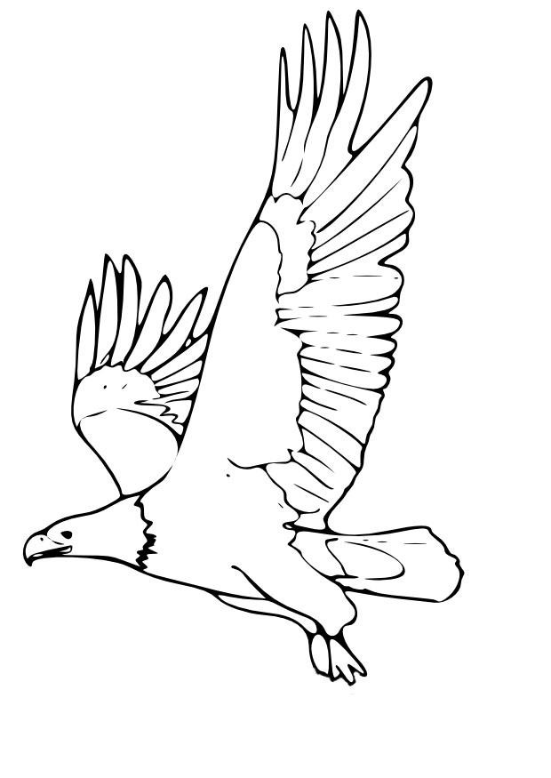 Adler Ausmalbilder
 Malvorlage Adler