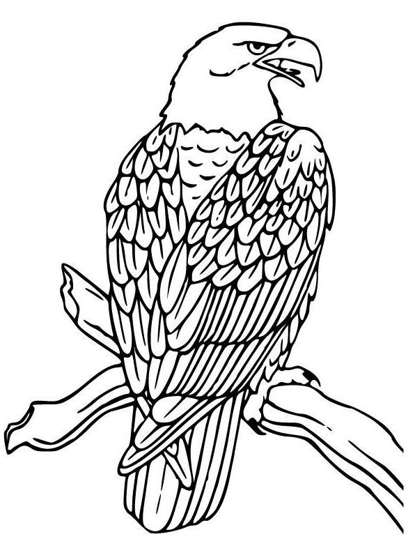 Adler Ausmalbilder
 ausmalbilder adler Ausmalbilder zum ausdrucken