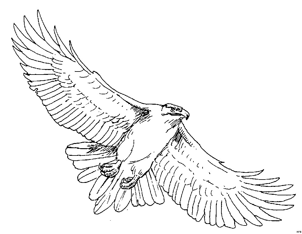 Adler Ausmalbilder
 Segelnder Adler Ausmalbild & Malvorlage Tiere