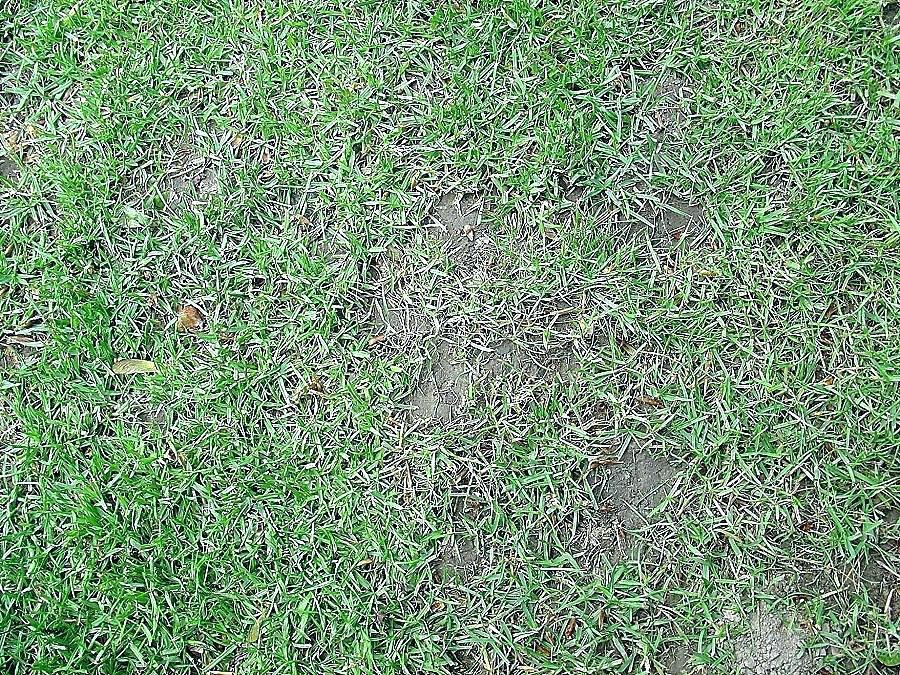 Ameisen Auf Der Terrasse
 Mittel Gegen Ameisen Auf Der Terrasse Hausmittel Gegen