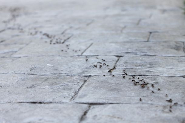 Ameisen Auf Der Terrasse
 Was tun bei einer Ameisenplage auf der Terrasse