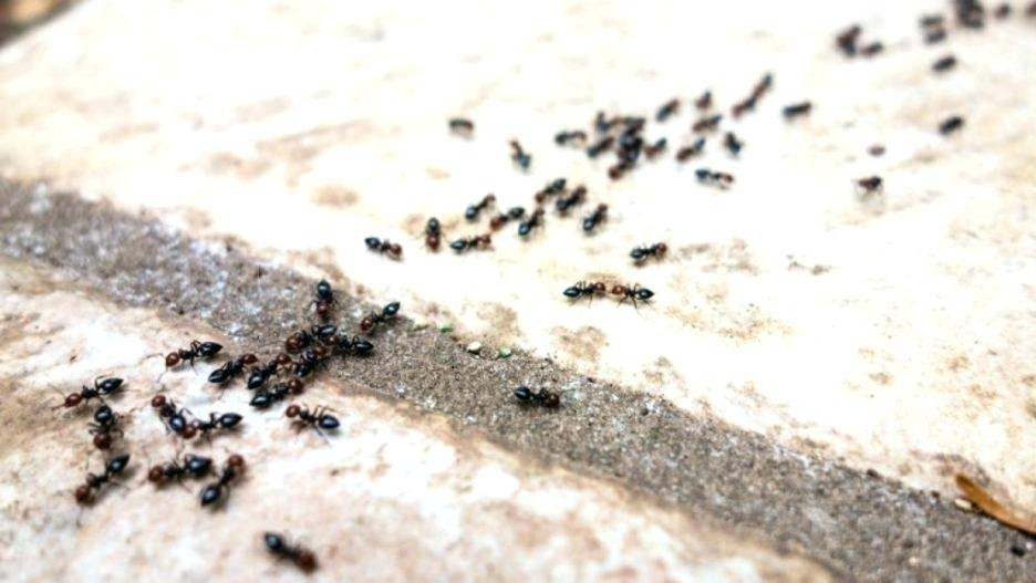 Ameisen Auf Der Terrasse
 Mittel Gegen Ameisen Auf Der Terrasse Hausmittel Gegen