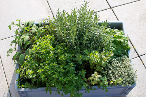 Ameisen Auf Der Terrasse
 Ameisen Auf Terrasse Was Tun was hilft gegen ameisen auf