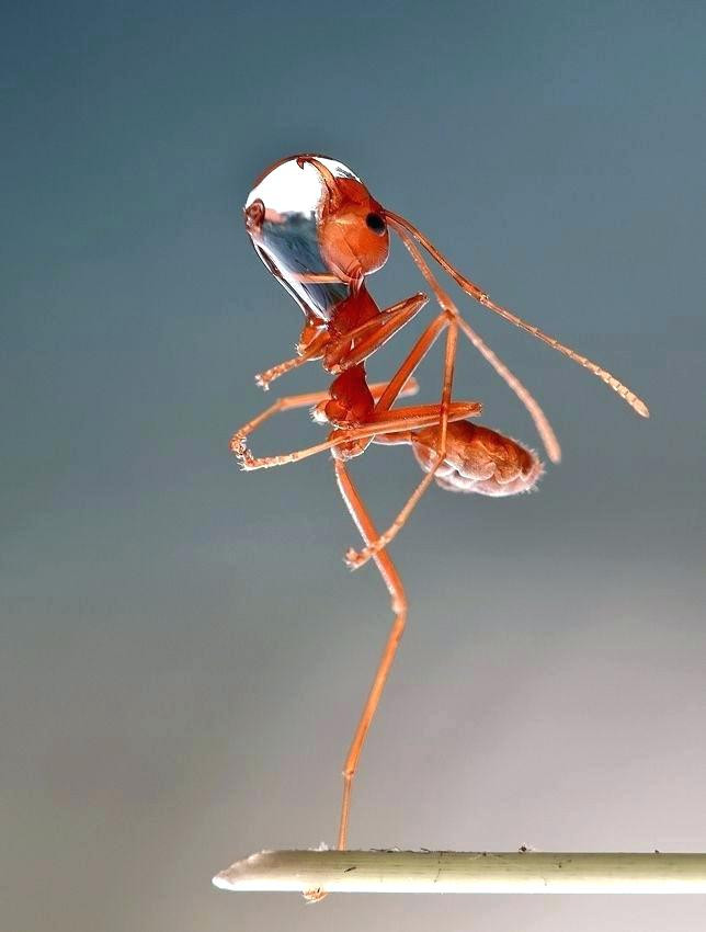 Ameisen Auf Der Terrasse
 Atemberaubend Hausmittel Gegen Ameisen Auf Der Terrasse