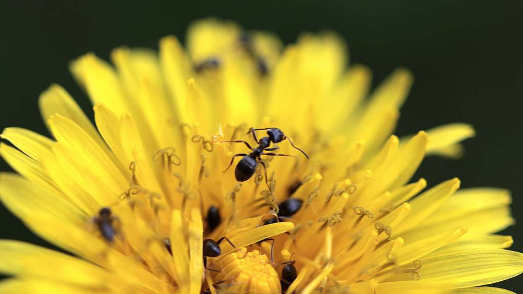 Ameisen Im Garten
 Ameisen bekämpfen im Garten natürlich mit Hausmitteln
