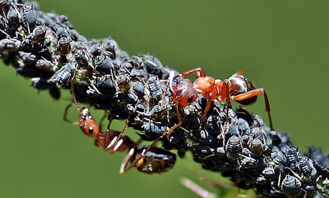 Ameisen Im Garten
 Ameisen Bekämpfen Im Garten