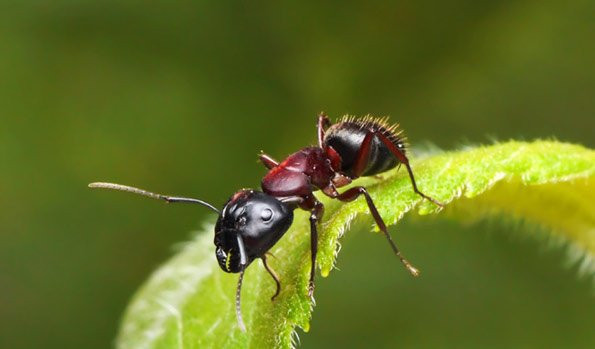 Ameisen Im Garten
 Hausmittel gegen Ameisen So entfernt man sie aus dem Garten