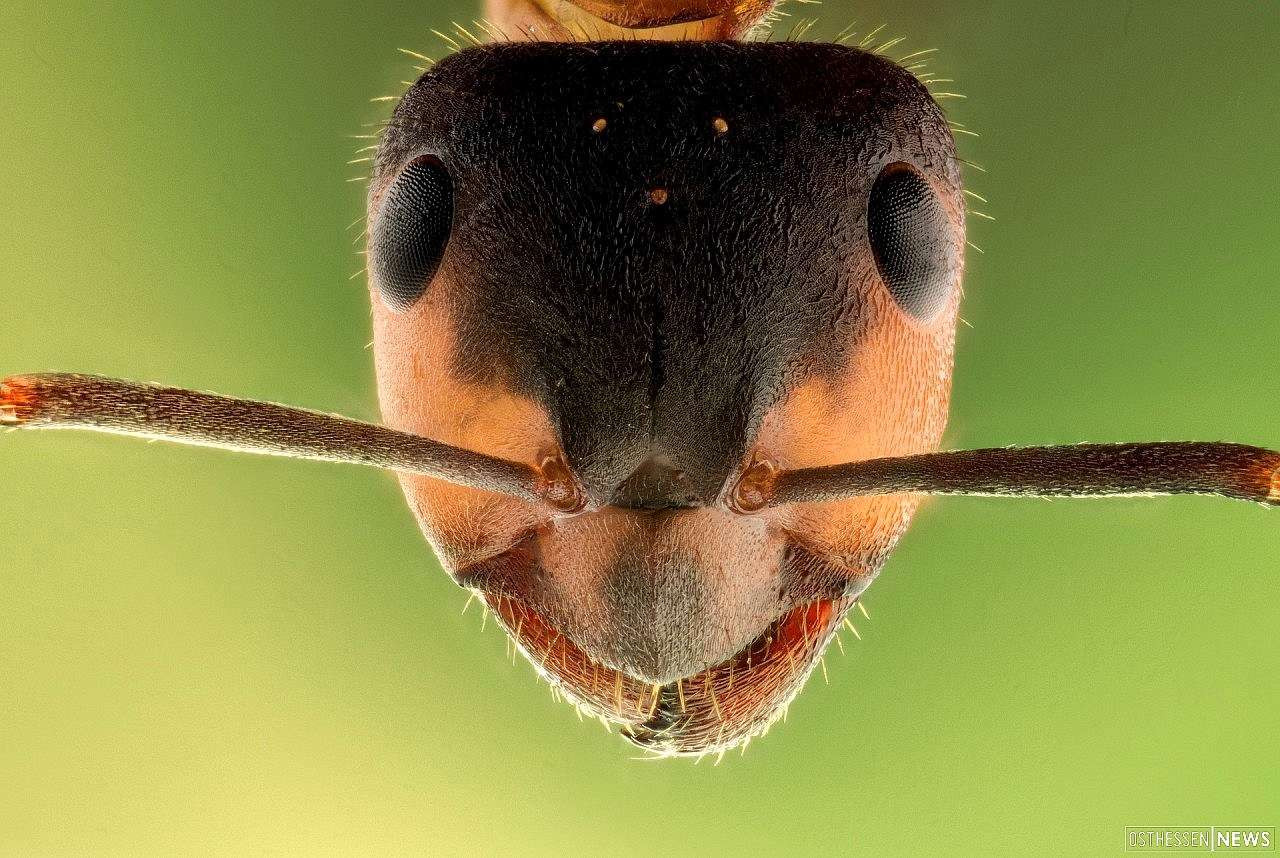 Ameisen Im Garten
 Ameisen Bekämpfen Im Garten