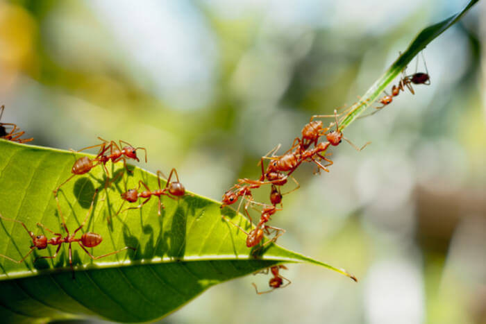 Ameisen Im Garten
 Ameisen in Haus und Garten