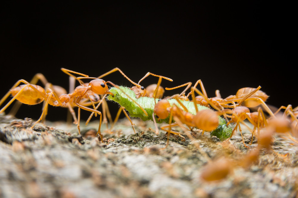 Ameisen Im Garten
 Rote Ameisen im Garten Fluch oder Segen