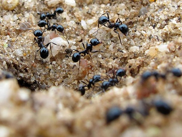 Ameisen Im Garten
 Ameisen im Garten biologisch bekämpfen – Berlin
