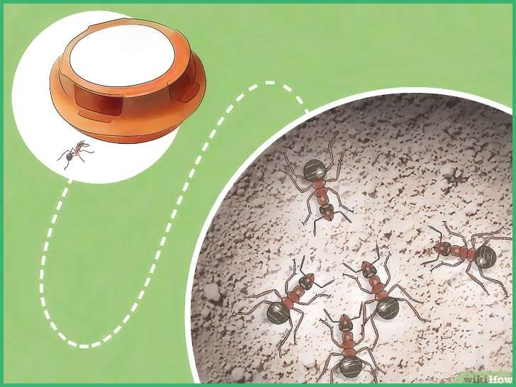 Ameisen Im Garten
 Mittel Gegen Ameisen Im Garten Ameisen Im Garten