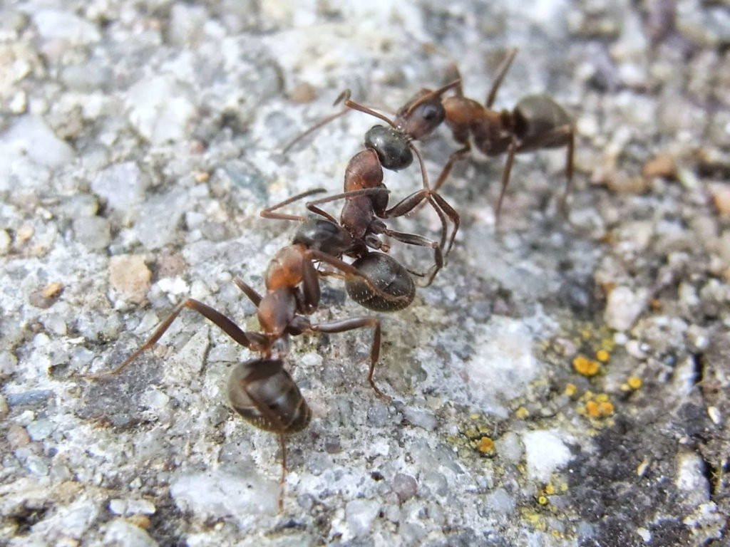 Ameisen Im Garten
 Ameisen im Haus und Garten natürlich mit Hausmitteln