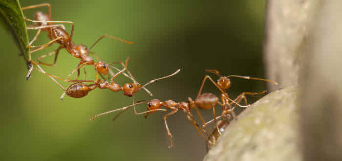 Ameisen Im Garten
 Ameisen im Garten Ameisen bekämpfen › Das Gartenmagazin