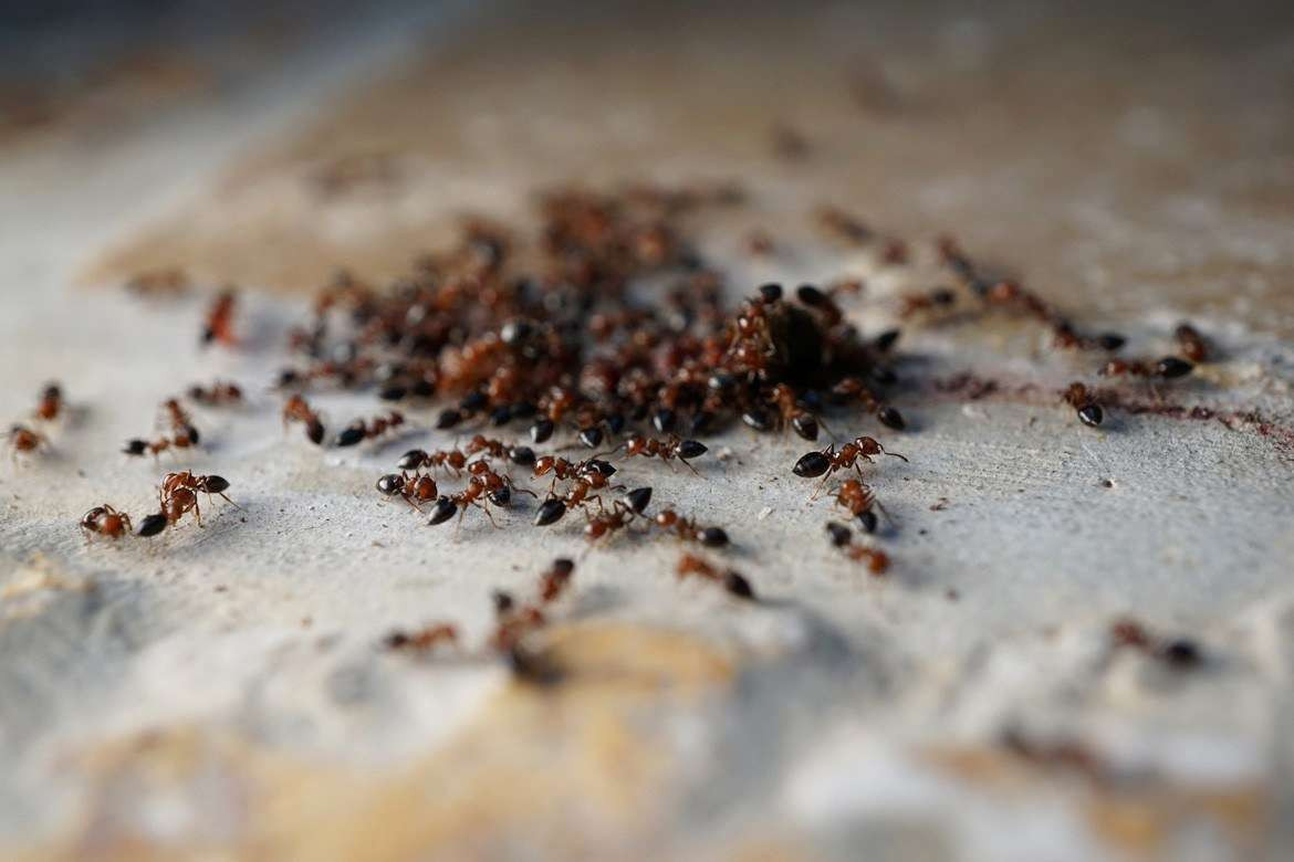 Ameisen Im Garten
 40 Luxus Ameisen Im Garten Vernichten