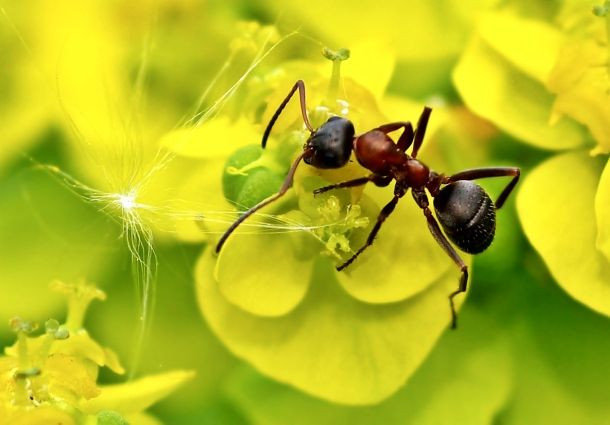 Ameisen Im Garten
 Ameisen im Garten Was gegen ungebetene Krabbler hilft
