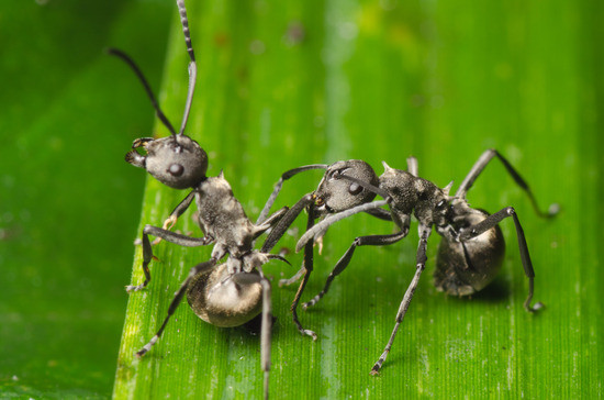 Ameisen Im Garten
 Ameisen Vernichten Im Garten ameisen vernichten im garten