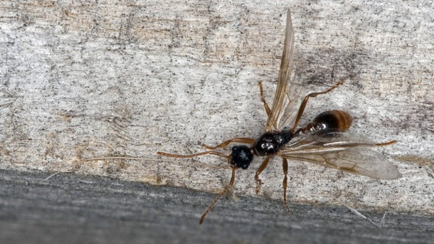 Ameisen Im Haus
 Fliegende Ameisen in Haus und Garten vertreiben Tipps