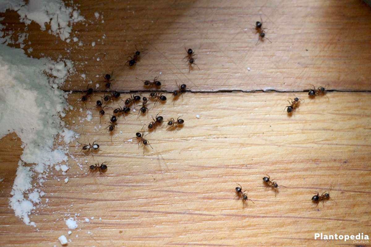 Ameisen Im Haus
 Ameisen bekämpfen im Haus in der Wohnung 22 wirksame