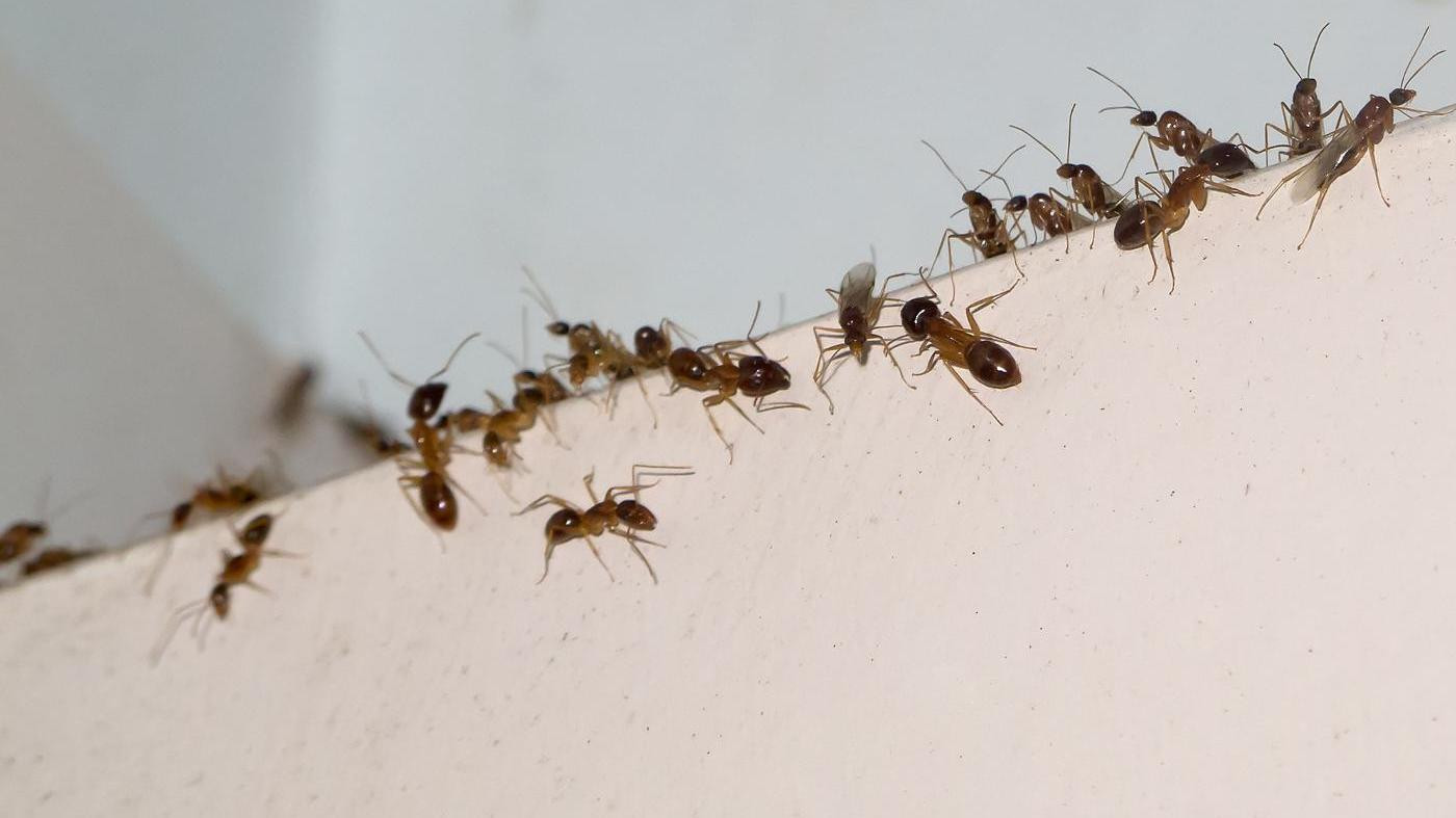 Ameisen In Der Küche
 Ameisen bekämpfen Tipps gegen Ameisen im Haus