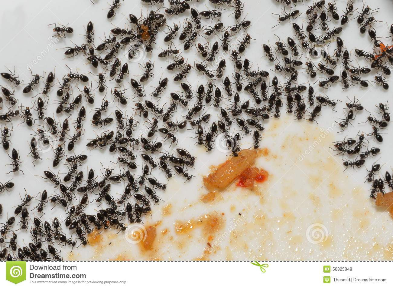 Ameisen In Der Küche
 Ameisen Küche