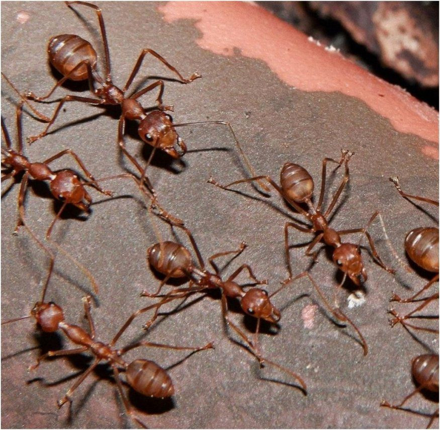 Ameisen In Der Küche
 Emejing Was Tun Gegen Ameisen In Der Küche Gallery Amazing