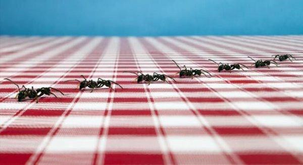 Ameisen In Der Küche
 Wie loswerden Ameisen in der Küche un tige
