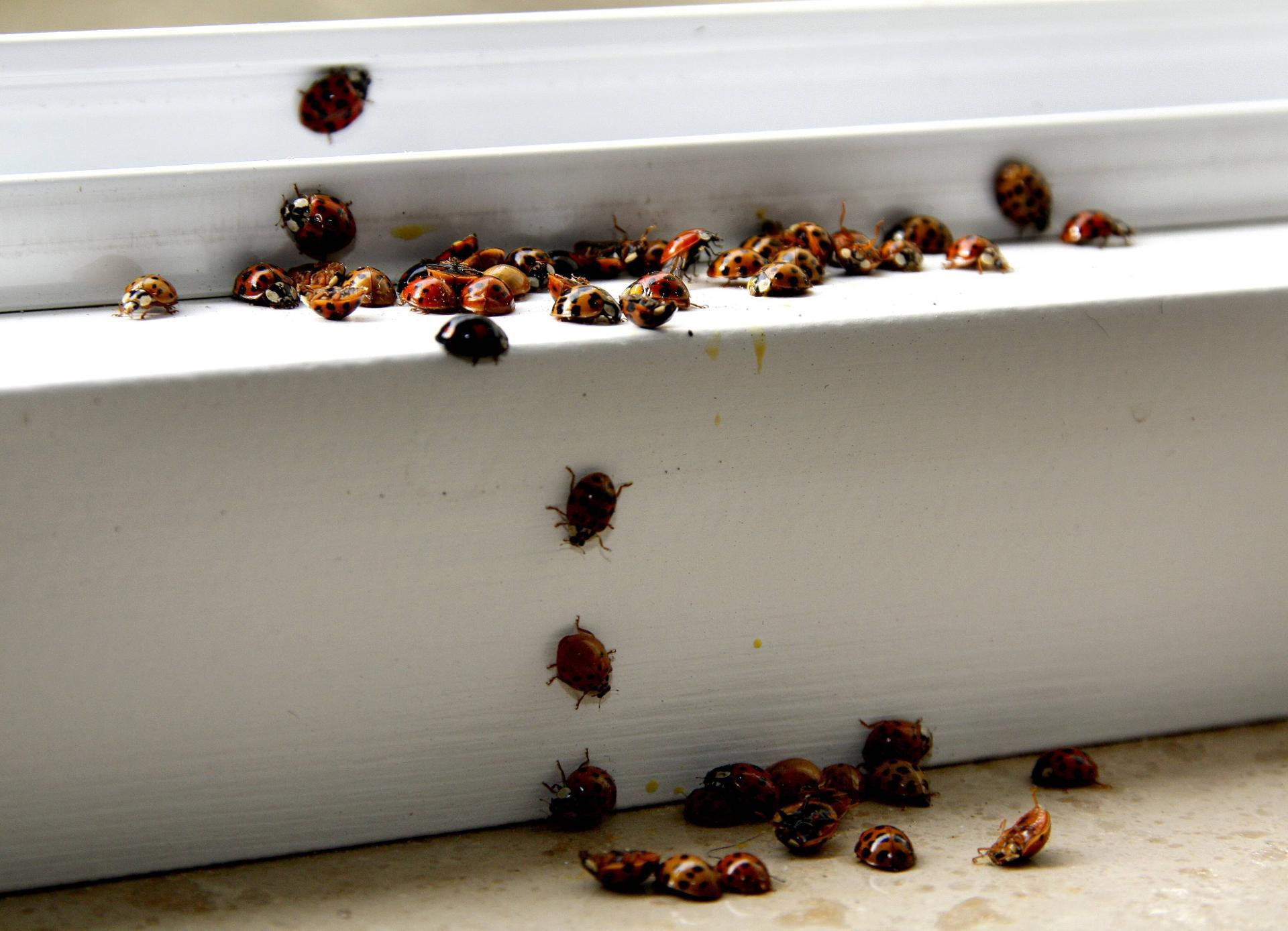 Ameisen In Der Küche
 Was Tun Gegen Ameisen In Der Kche Inspirant Mittel Gegen