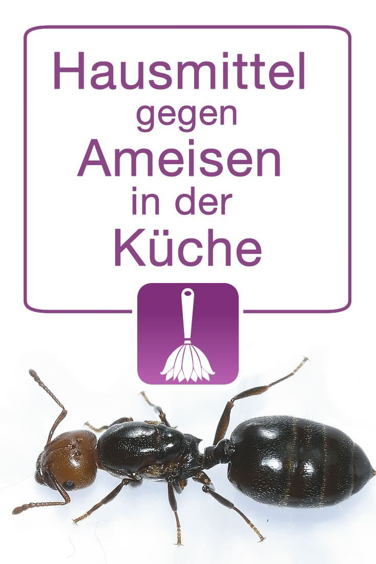 Ameisen In Der Küche
 Hausmittel gegen Ameisen in der Küche