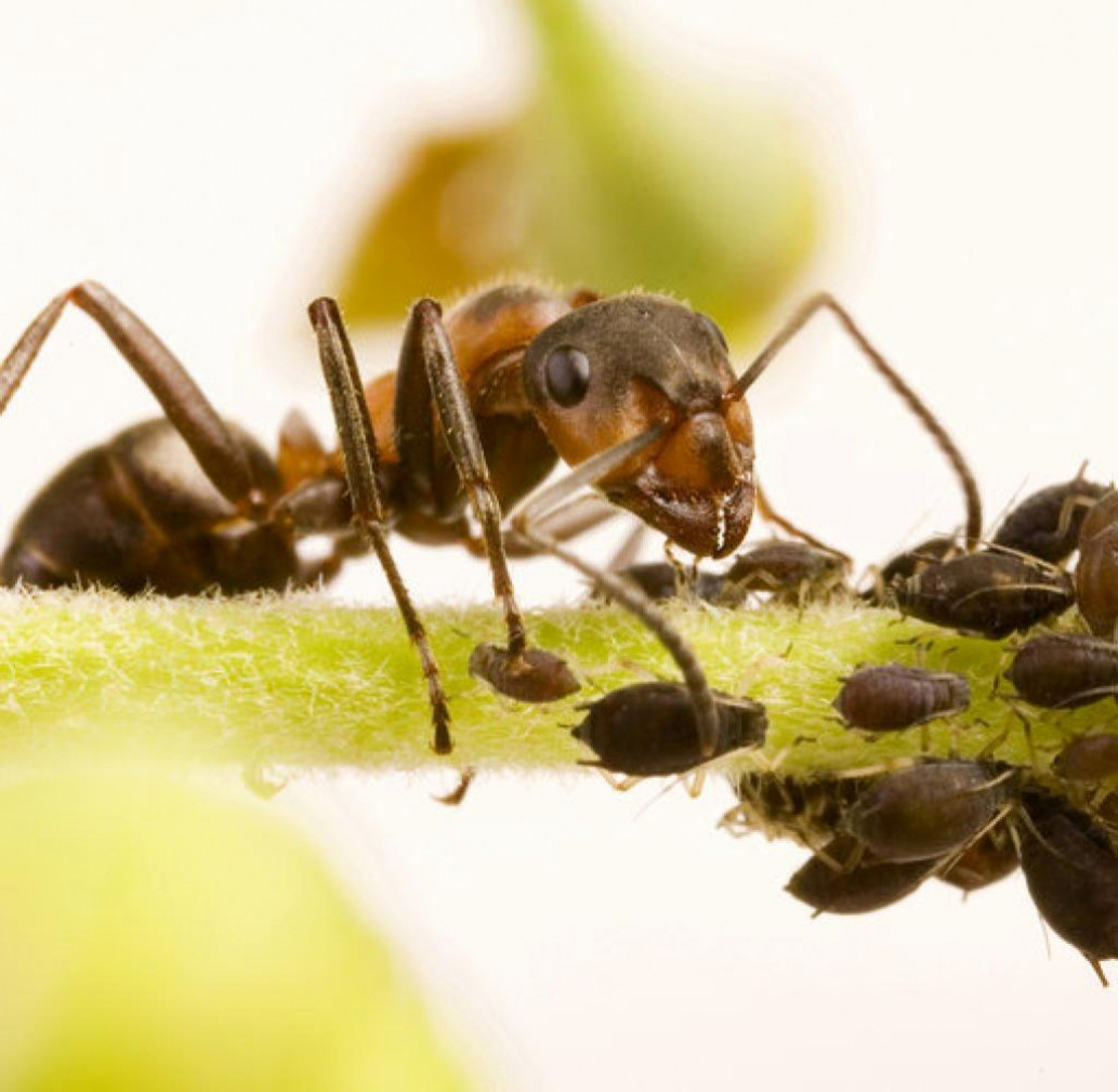 Ameisen In Der Küche
 Was Tun Gegen Ameisen In Der Kche Inspirant Mittel Gegen