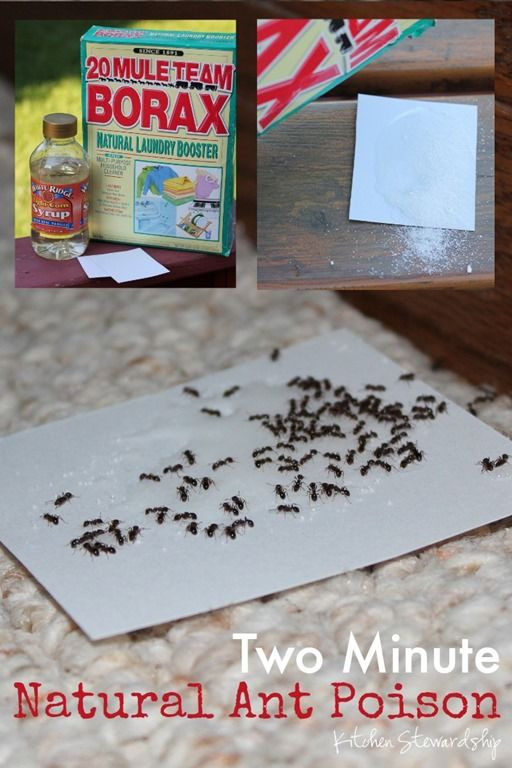 Ameisen In Der Küche
 Loswerden Von Ameisen In Der Küche Die Imposanten